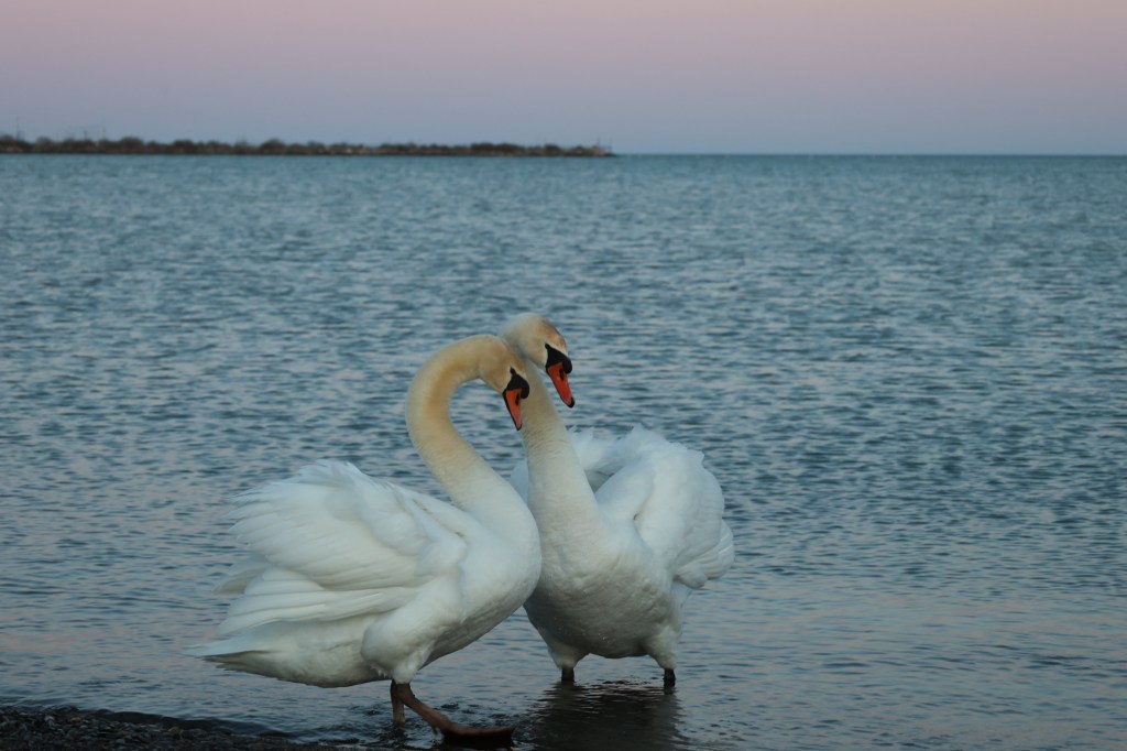 The Eternal Dance of our Intertwined&nbsp;Souls